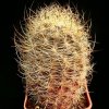 Eriosyce_senilis_multicolor